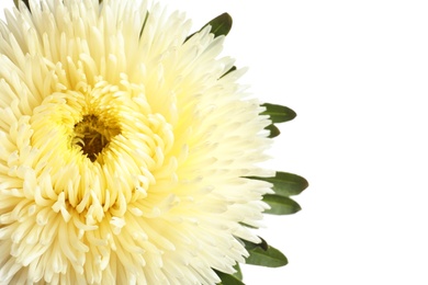 Beautiful aster flower on white background, closeup