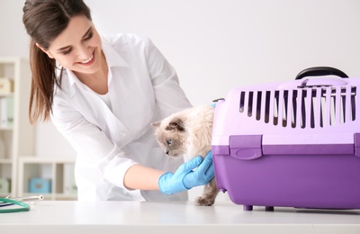 Photo of Young veterinarian with cat in clinic