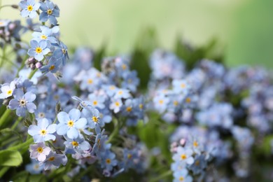 Photo of Beautiful forget-me-not flowers growing outdoors, closeup. Spring season