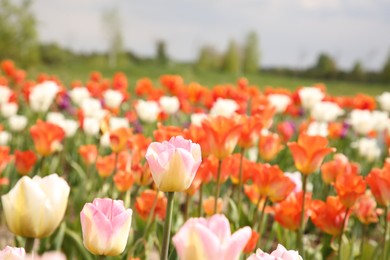 Beautiful tulip flowers growing in field, closeup