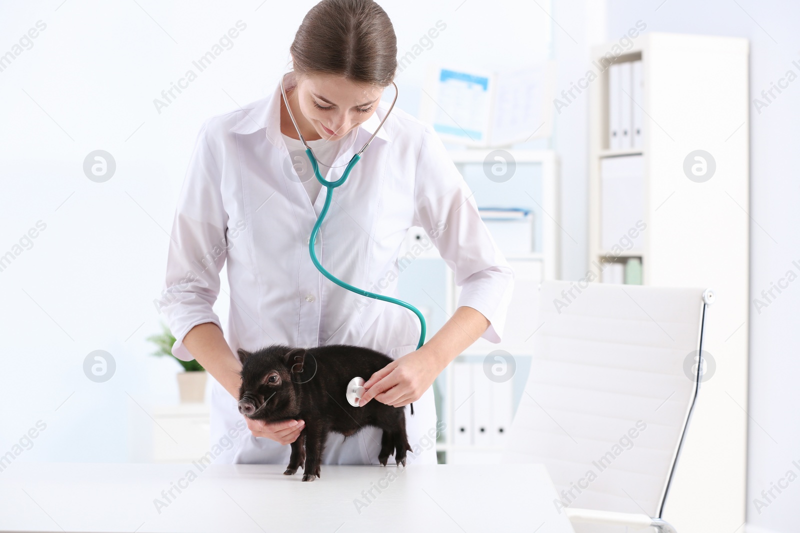 Photo of Female veterinarian examining cute mini pig in hospital