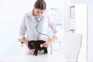 Photo of Female veterinarian examining cute mini pig in hospital