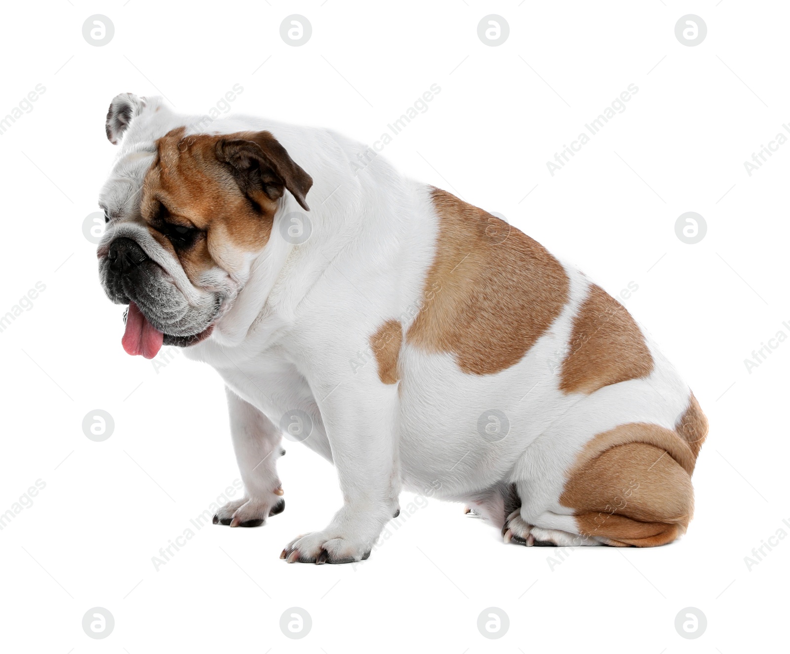 Photo of Adorable funny English bulldog on white background