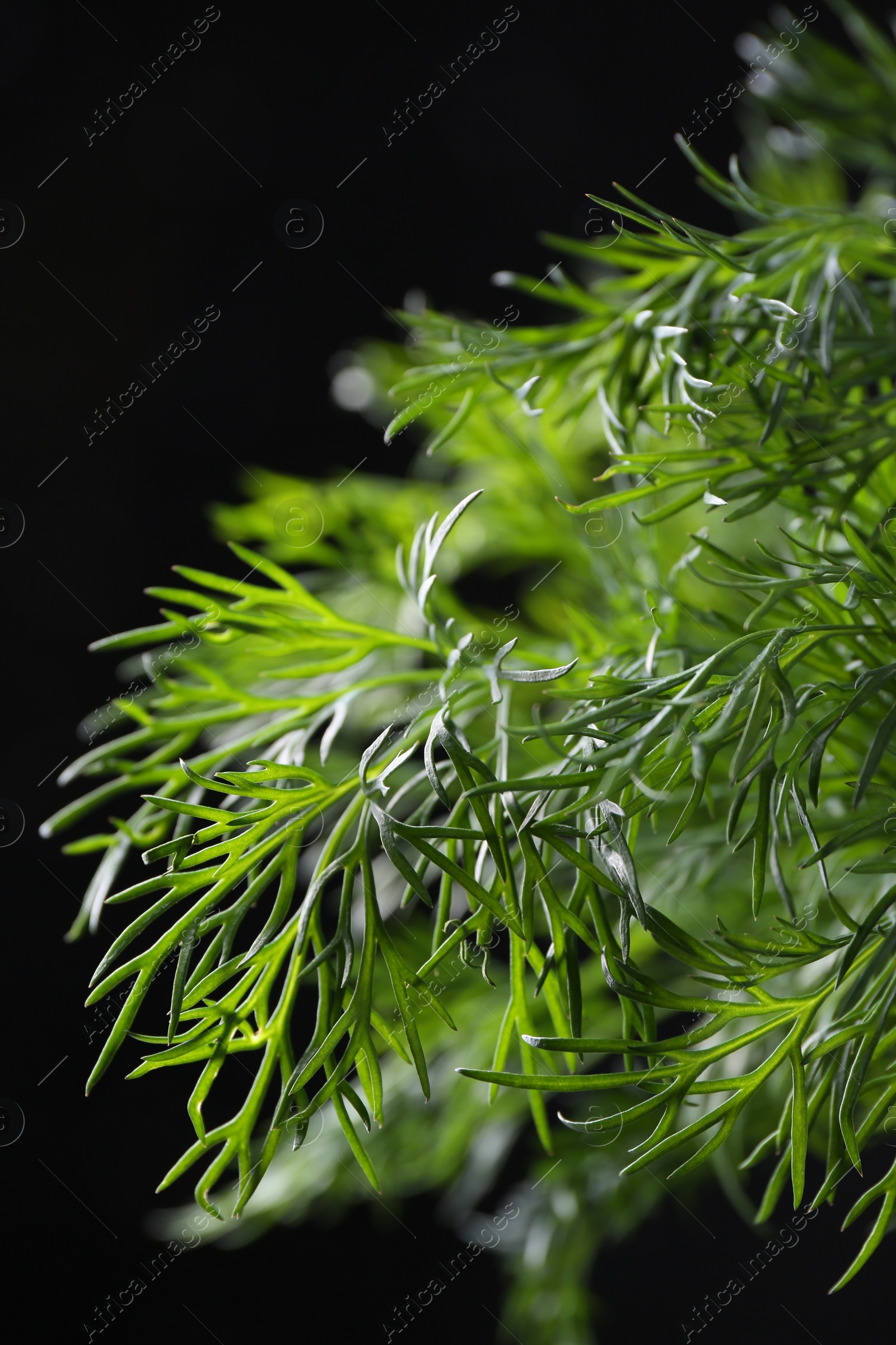 Photo of Sprigs of fresh dill on black background, closeup