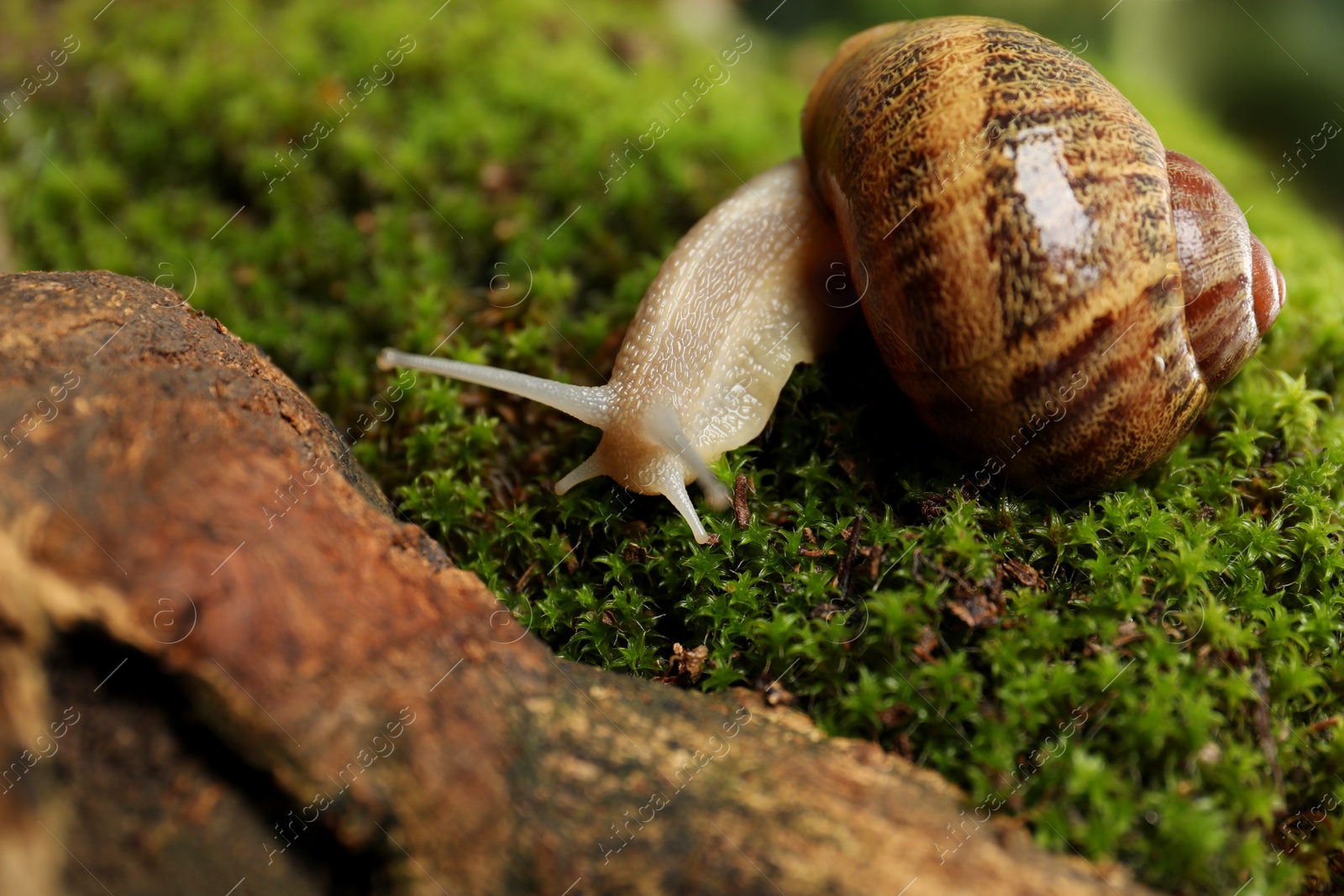 Photo of Common garden snail crawling on green moss, closeup