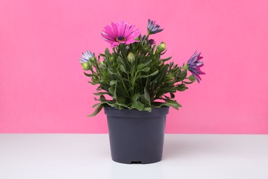 Beautiful potted chrysanthemum flowers on white table against pink background