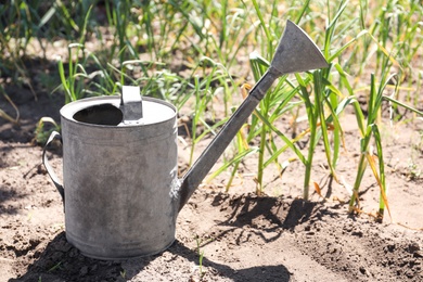 Photo of Aluminum watering can near garlic sprouts in field