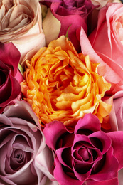 Photo of Beautiful fresh roses as background, closeup view. Floral decor