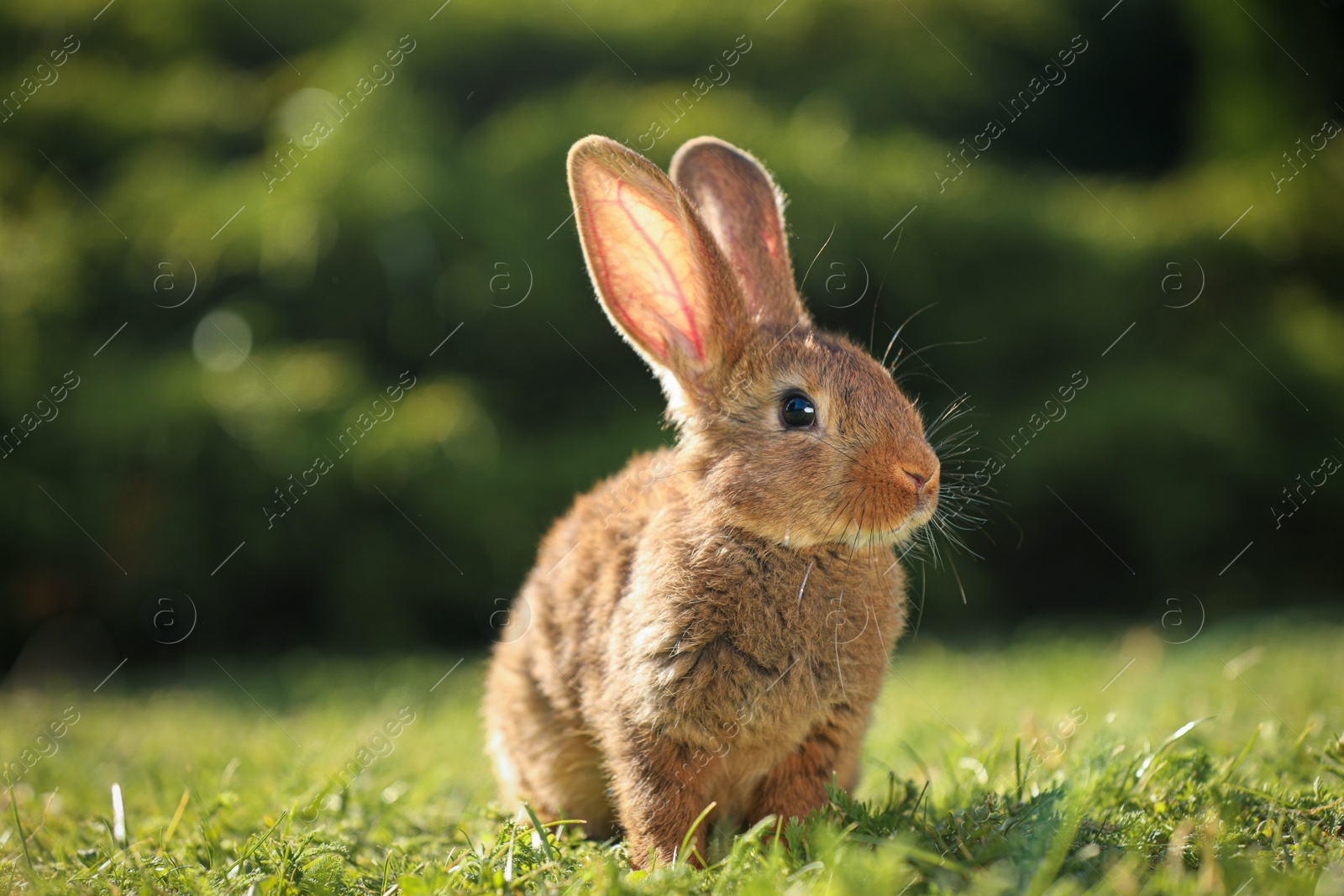 Photo of Cute fluffy rabbit on green grass outdoors