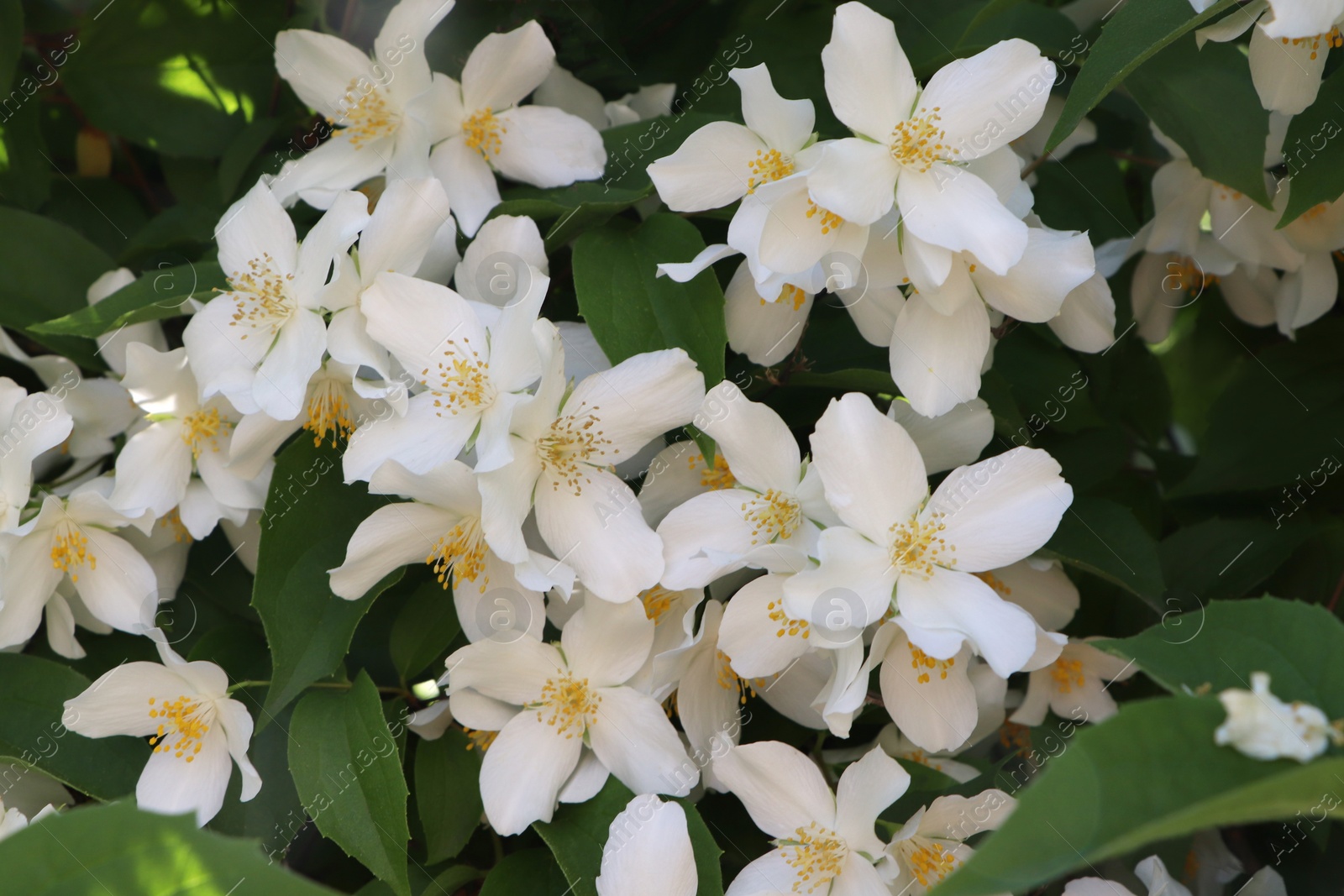 Photo of Closeup view of beautiful blooming white jasmine shrub outdoors