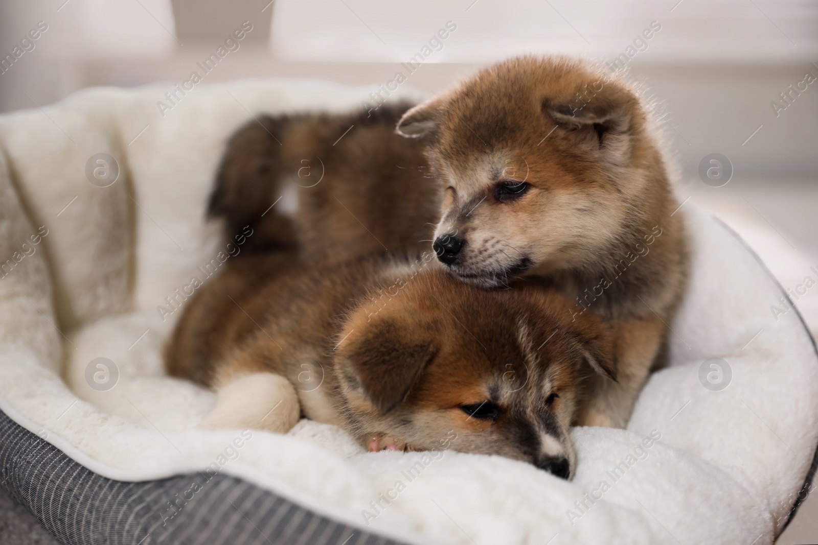 Photo of Adorable Akita Inu puppies in dog bed indoors