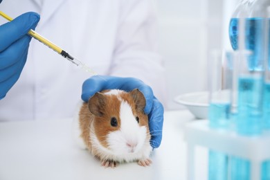 Scientist with syringe and guinea pig in chemical laboratory, closeup. Animal testing