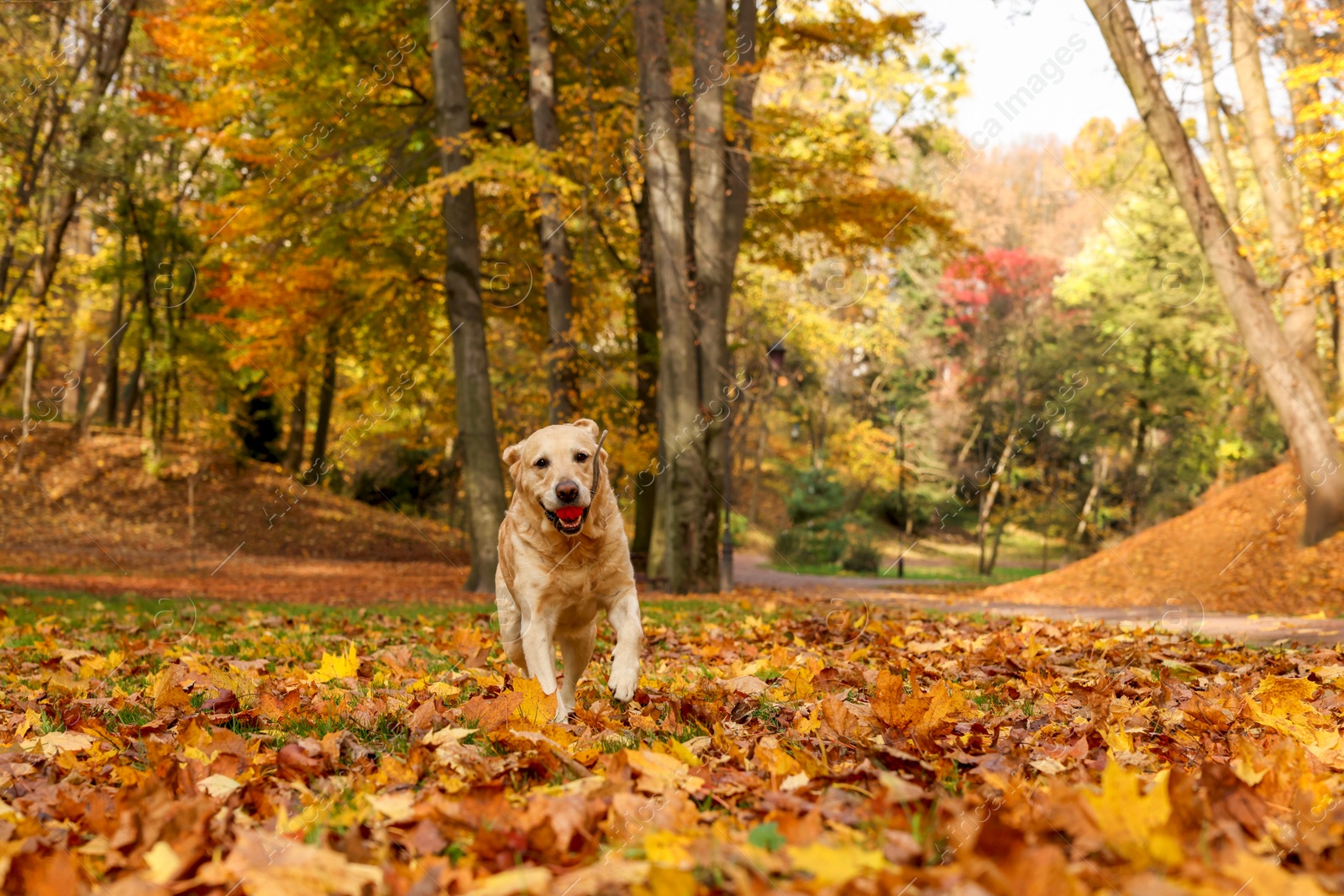 Photo of Cute Labrador Retriever dog with toy ball in sunny autumn park. Space for text