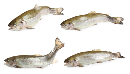 Set of fresh cutthroat trout fish on white background