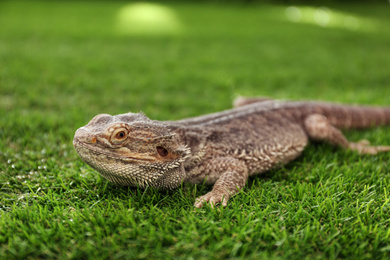 Photo of Bearded lizard (Pogona barbata) on green grass. Exotic pet