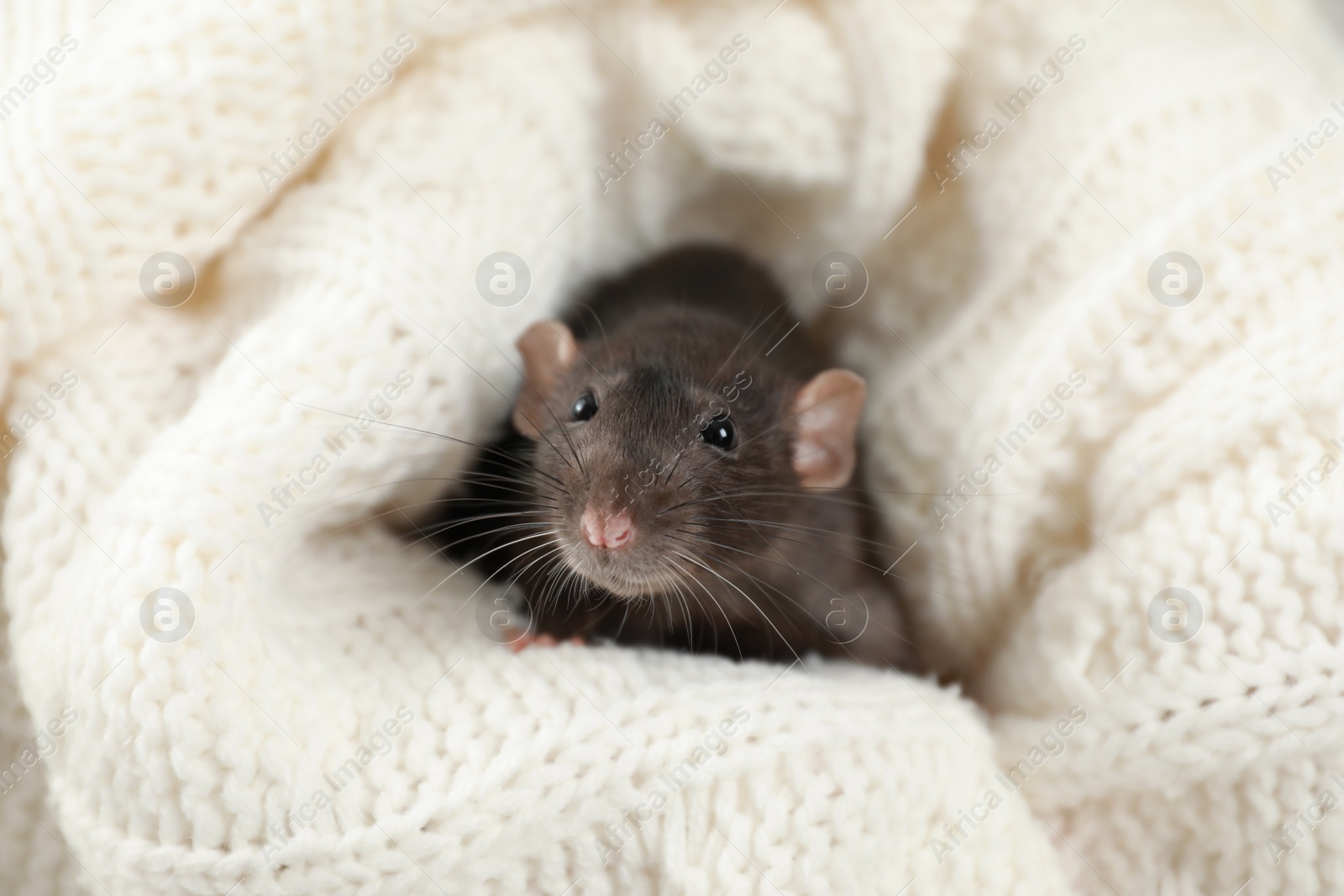 Photo of Cute small rat wrapped in soft knitted blanket