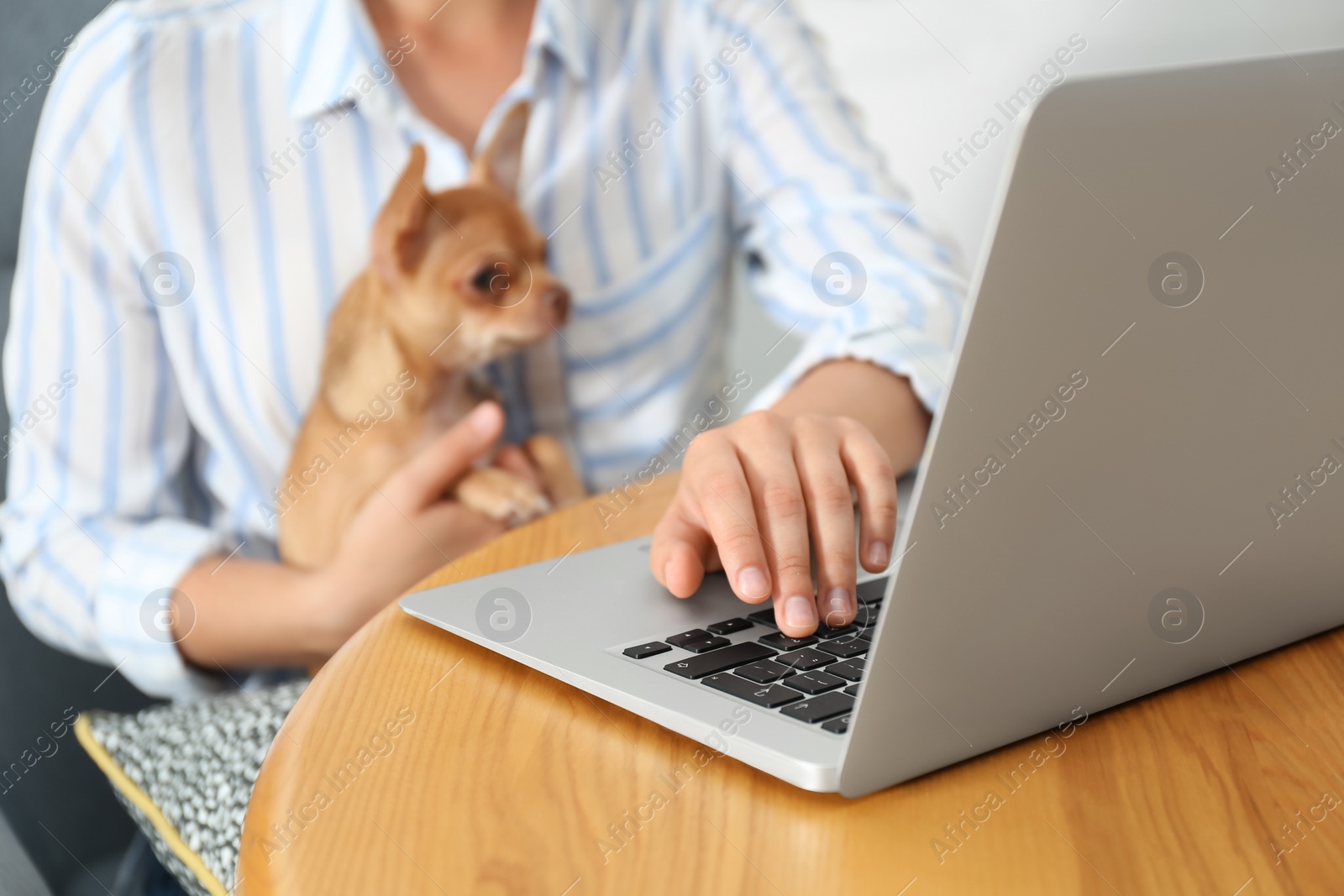 Photo of Young woman with chihuahua working on laptop at table, closeup. Home office concept