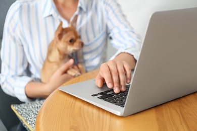 Young woman with chihuahua working on laptop at table, closeup. Home office concept