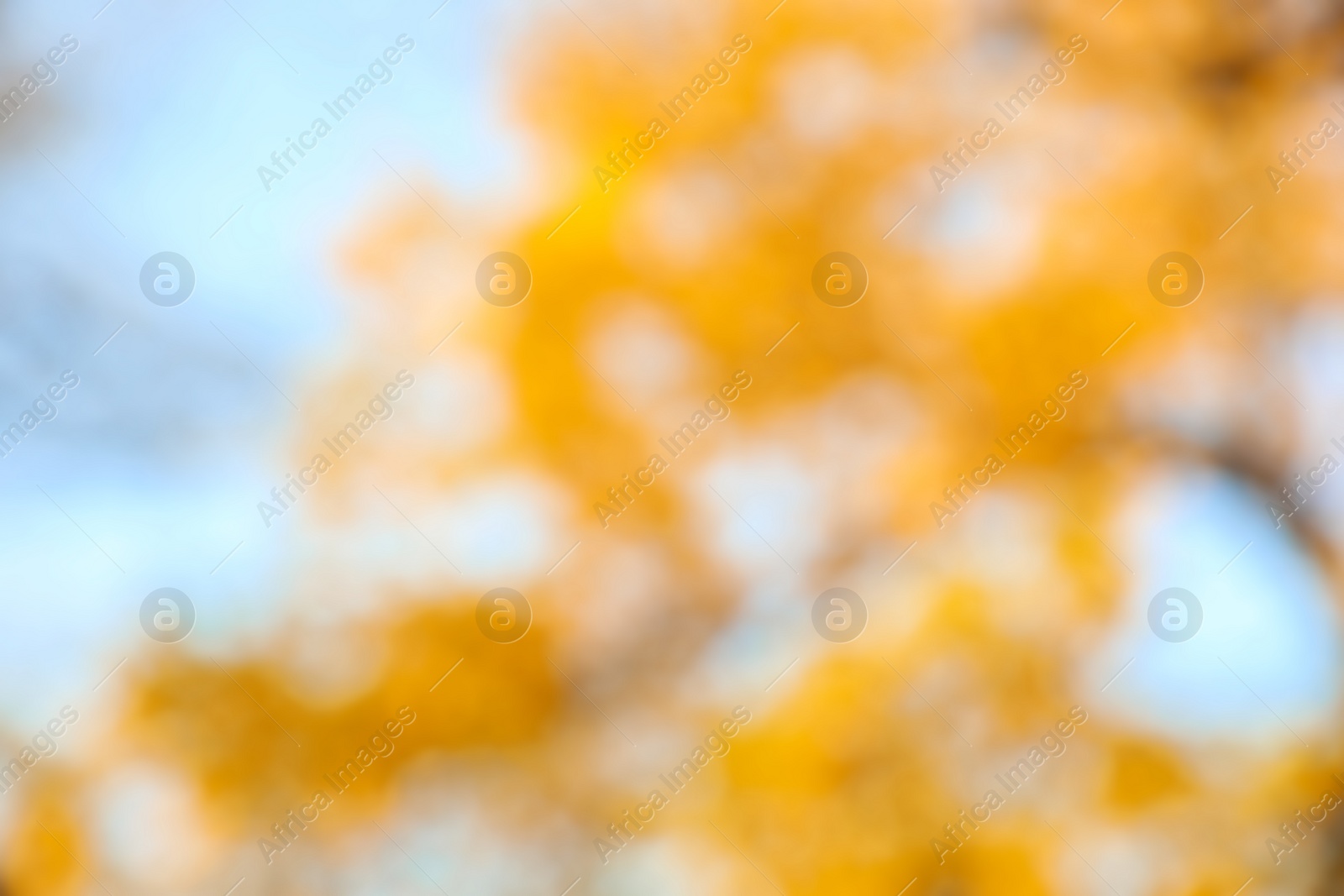 Photo of Blurred view of autumn tree outdoors. Bokeh effect