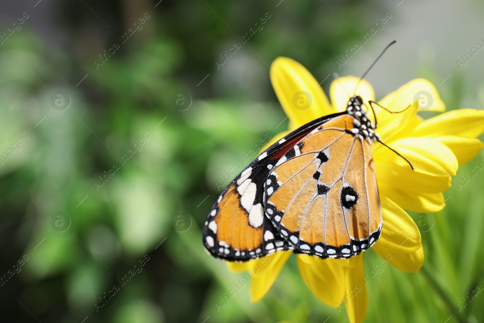 Photo of Beautiful painted lady butterfly on flower in garden