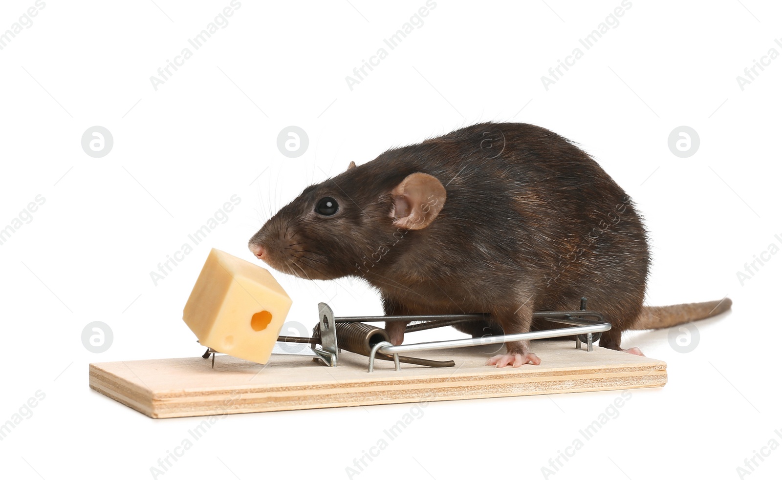 Photo of Rat and mousetrap with cheese on white background. Pest control