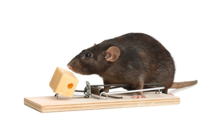 Photo of Rat and mousetrap with cheese on white background. Pest control