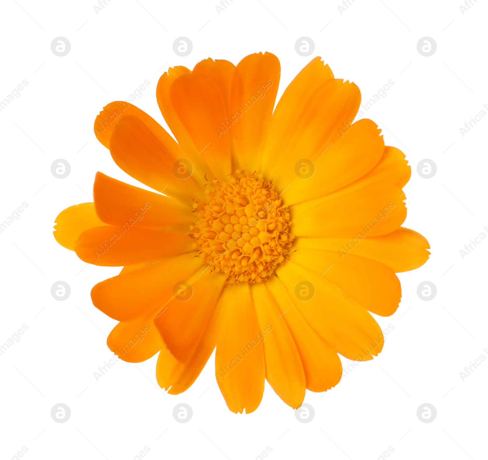 Photo of Fresh beautiful calendula flower isolated on white