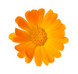 Fresh beautiful calendula flower isolated on white