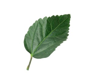 Photo of One green hibiscus leaf isolated on white