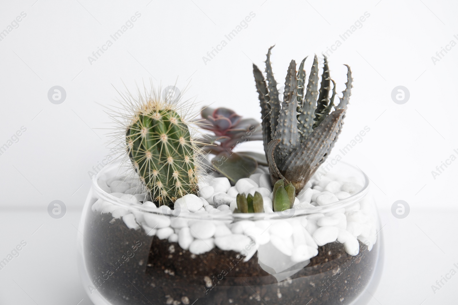 Photo of Glass florarium with different succulents on white background, closeup
