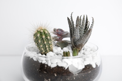 Photo of Glass florarium with different succulents on white background, closeup