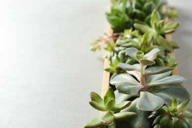 Closeup view of many different echeverias in wooden tray on light grey background, space for text. Succulent plants