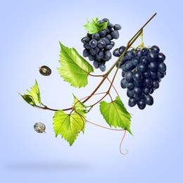 Fresh grapes and vine in air on light blue background