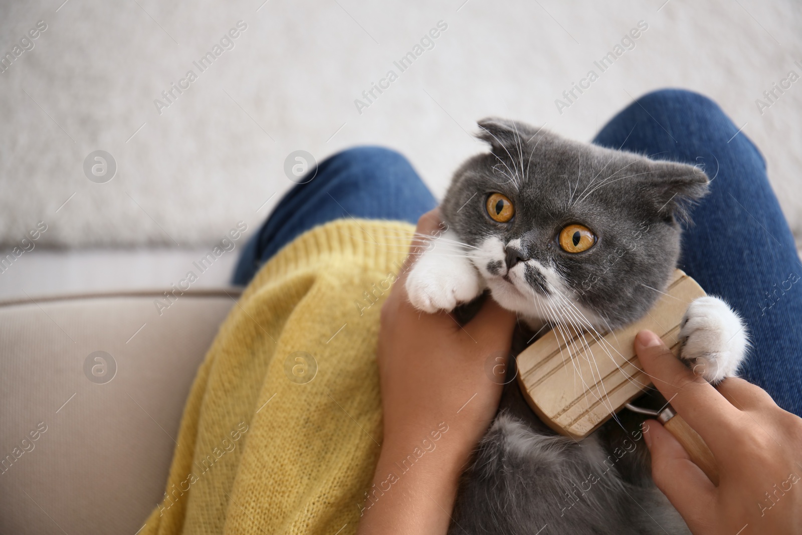 Photo of Woman brushing her cat at home, top view