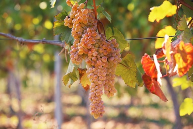 Photo of Fresh ripe juicy grapes growing in vineyard