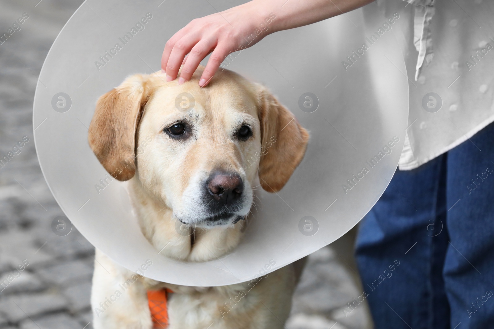 Photo of Woman petting her adorable Labrador Retriever dog in Elizabethan collar outdoors, closeup