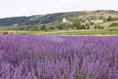 Photo of Viewbeautiful blooming lavender growing in field