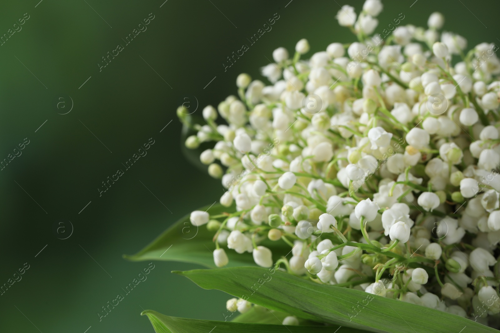 Photo of Beautiful lily of the valley flowers on blurred green background, closeup. Space for text