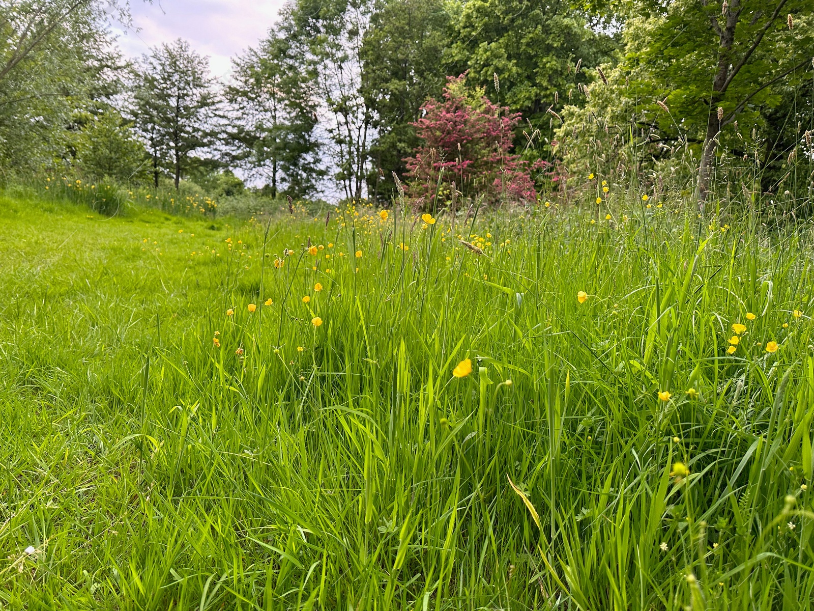 Photo of Fresh green grass, yellow flowers and trees outdoors on spring day