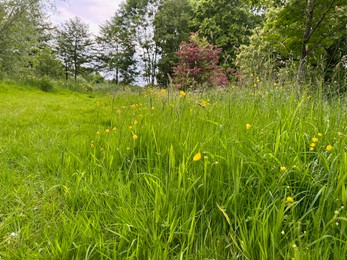 Photo of Fresh green grass, yellow flowers and trees outdoors on spring day