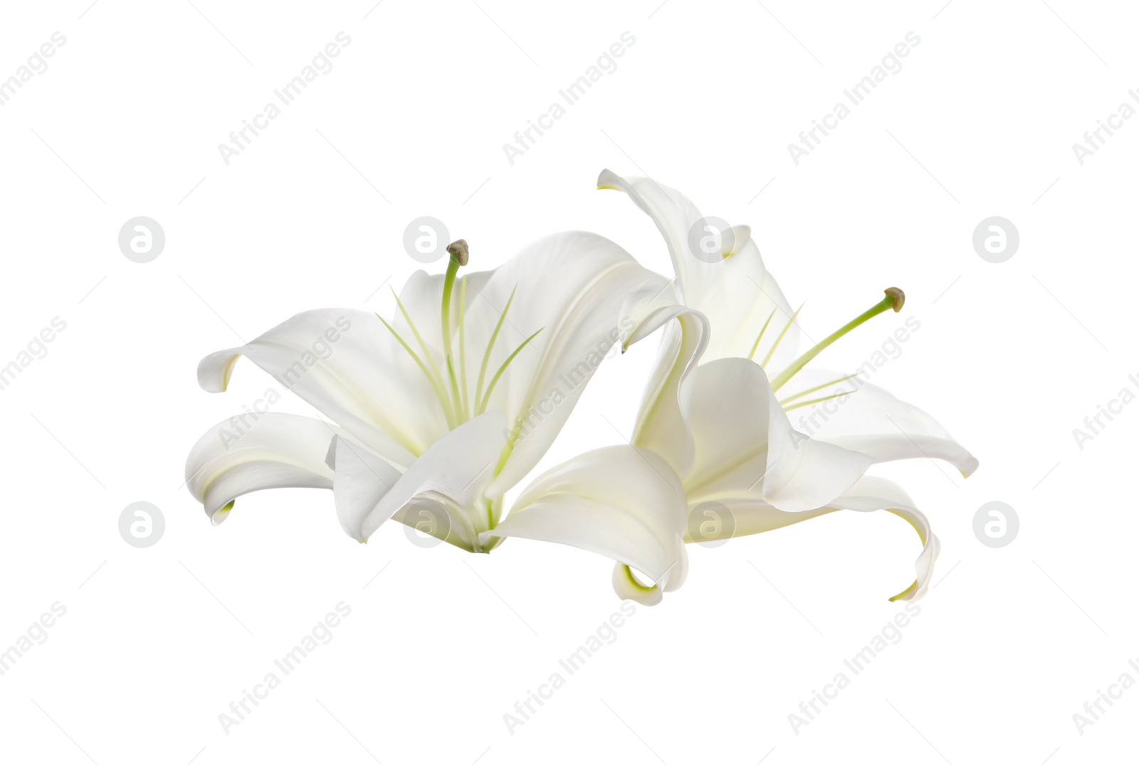 Photo of Beautiful fresh lily flowers isolated on white