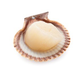 Fresh raw scallop in shell isolated on white