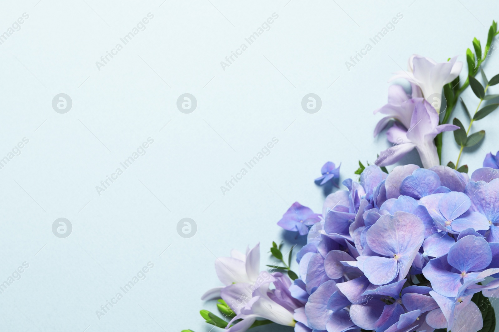 Photo of Beautiful composition with hortensia flowers on light background, flat lay. Space for text