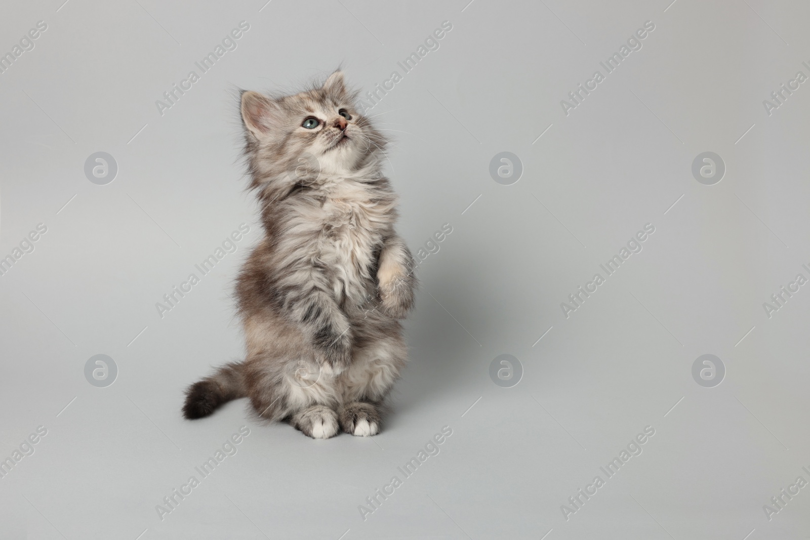 Photo of Cute kitten on light grey background. Space for text