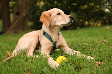 Cute Labrador Retriever puppy playing with ball on green grass in park, space for text