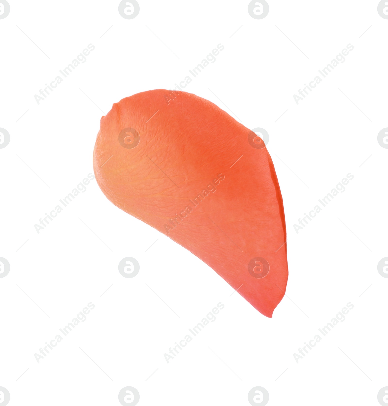 Photo of Beautiful pale red rose petal isolated on white