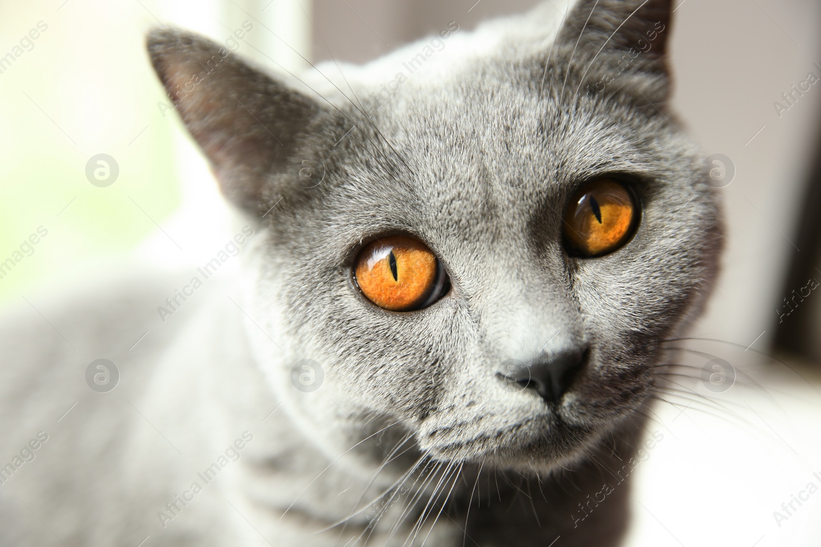 Photo of Beautiful grey British Shorthair cat on blurred background, closeup