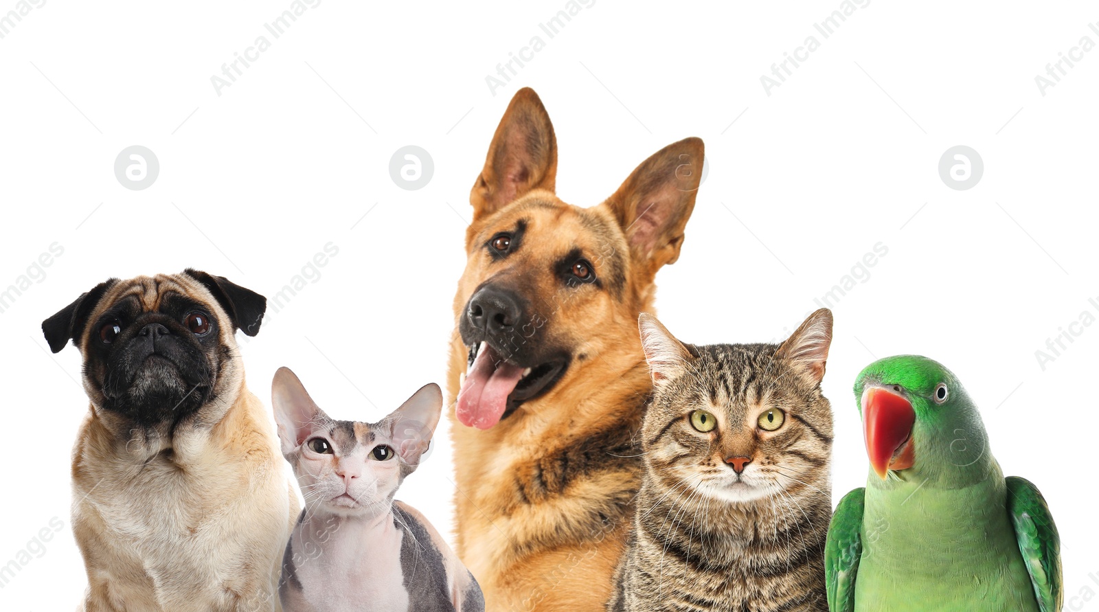 Image of Group of cute pets on white background 