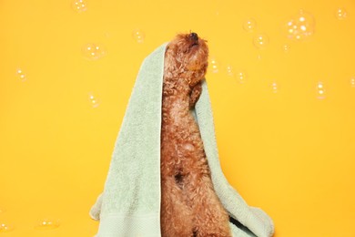 Photo of Cute Maltipoo dog wrapped in towel and soap bubbles on orange background