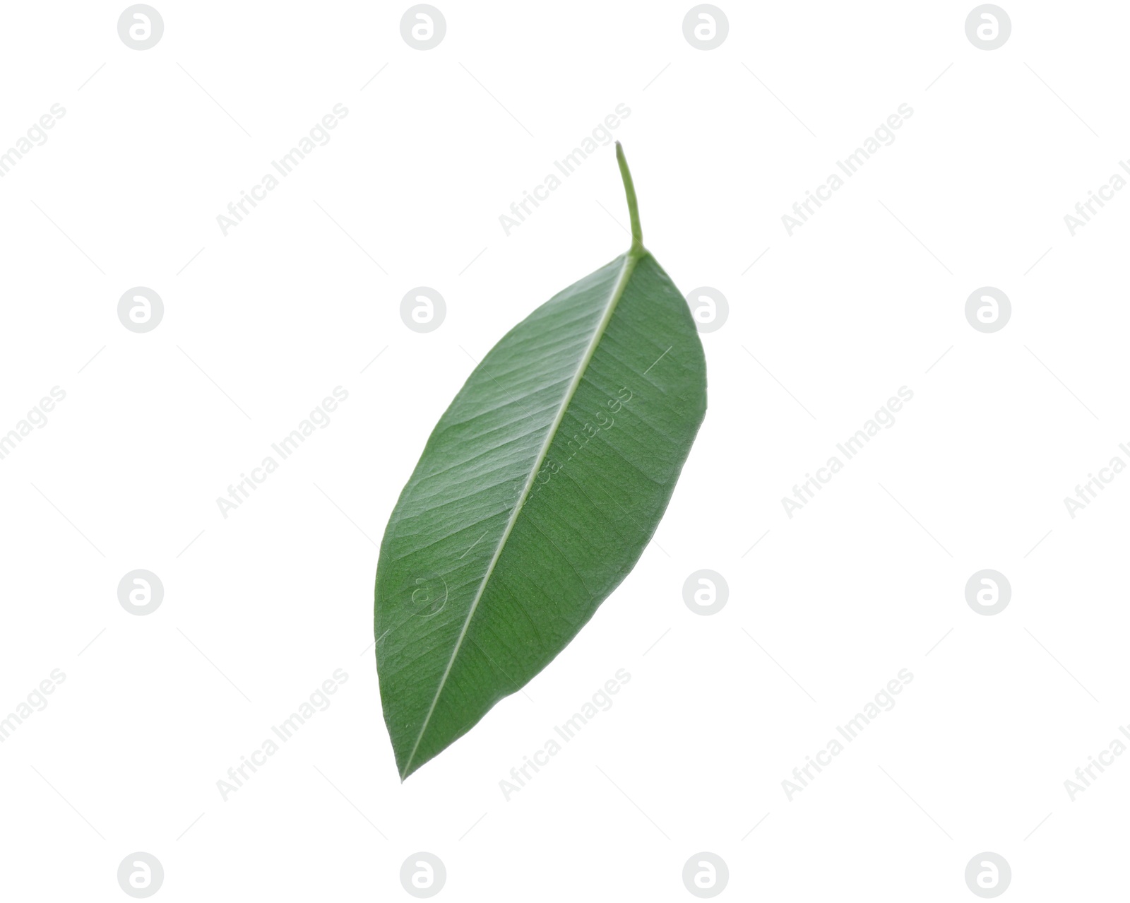 Photo of Fresh green orange leaf isolated on white